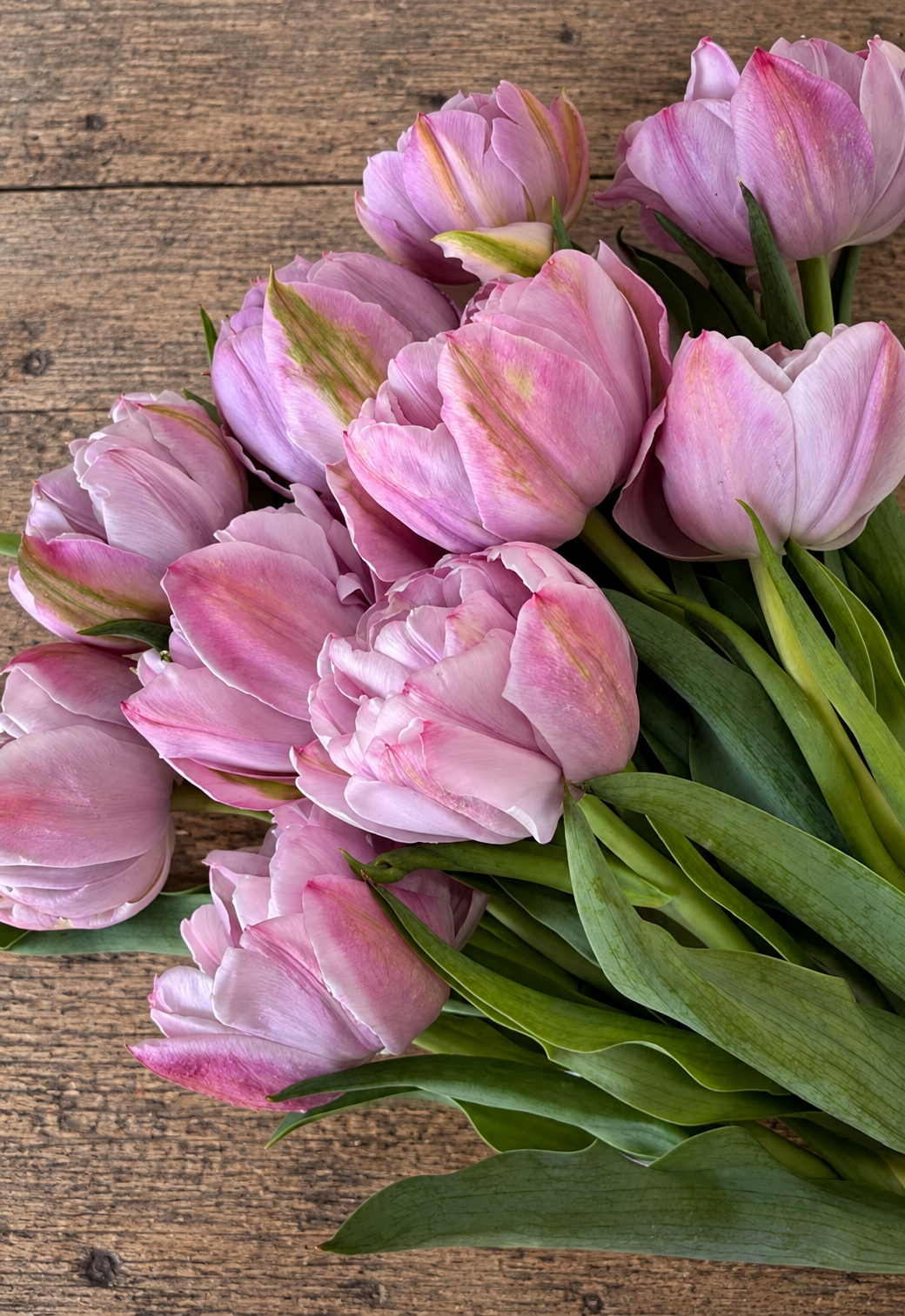 10 Tulip Bulbs- Katinka