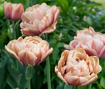 10 Tulip Bulbs- La Belle Epoque