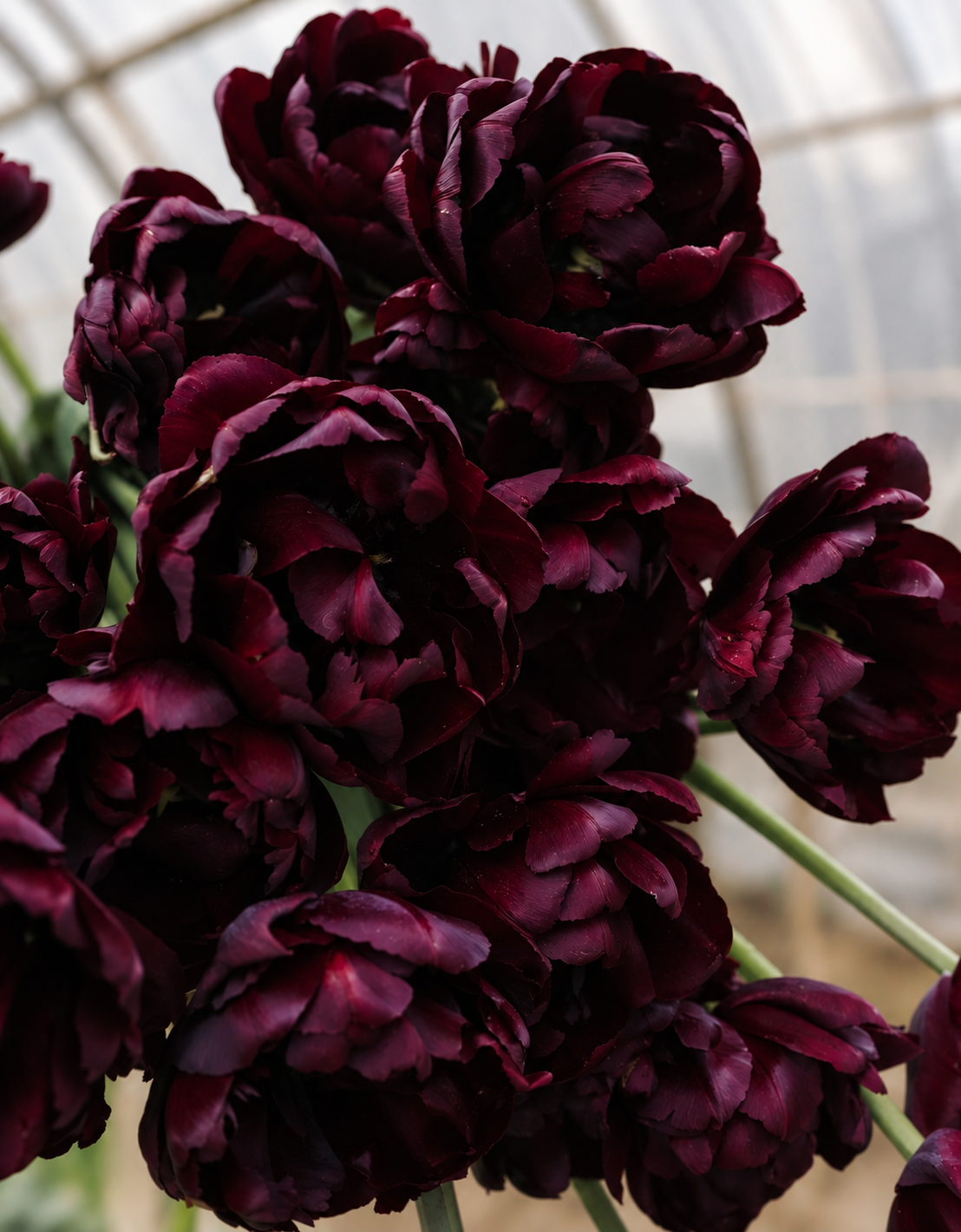 10 Tulip Bulbs- Palmyra