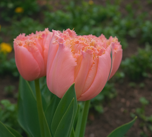 10 Tulip Bulbs- Pink Magic