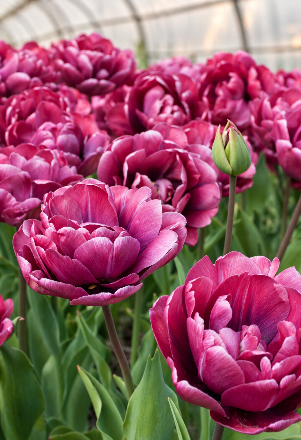 10 Tulip Bulbs- Rosy Diamond