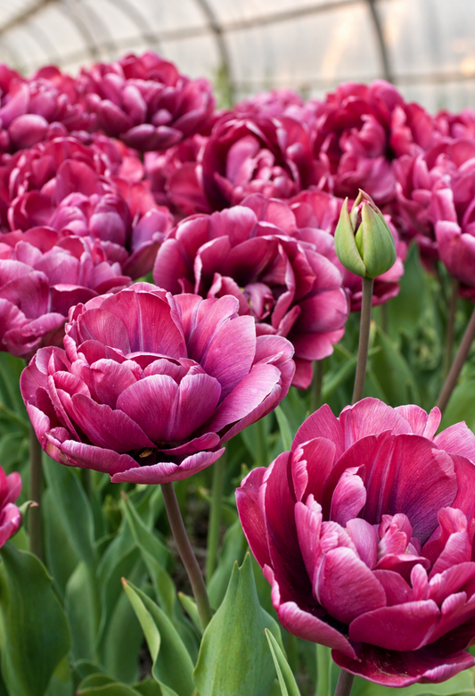 10 Tulip Bulbs- Rosy Diamond