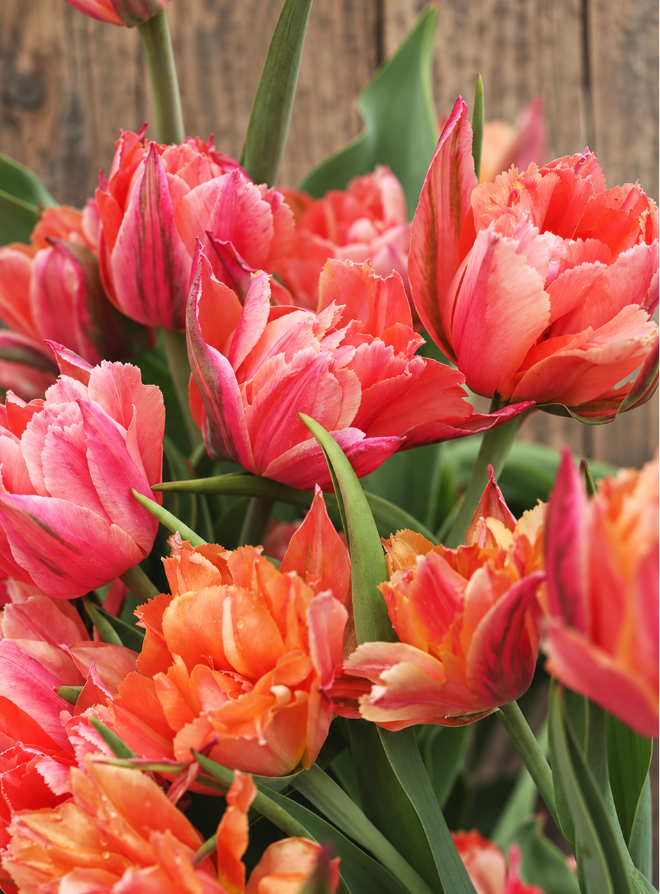 10 Tulip Bulbs- Royal Centennial