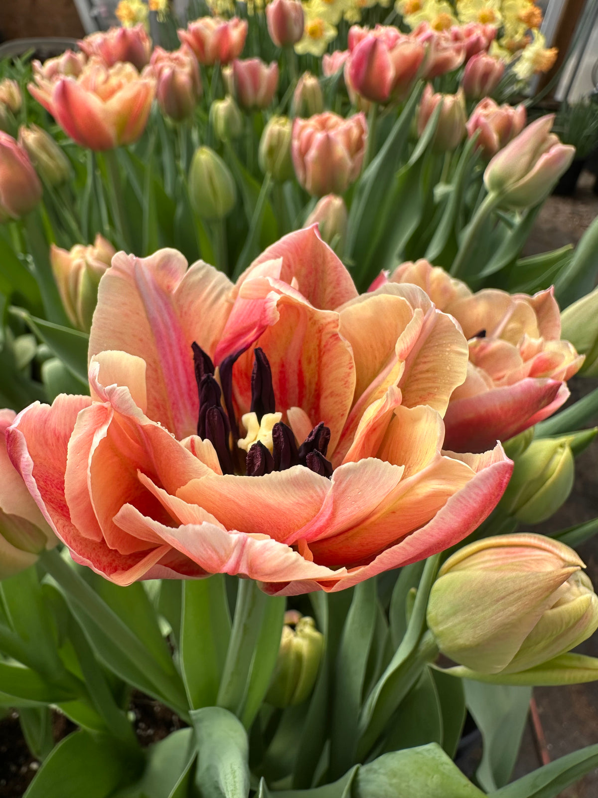 10 Tulip Bulbs- Verona Sunrise