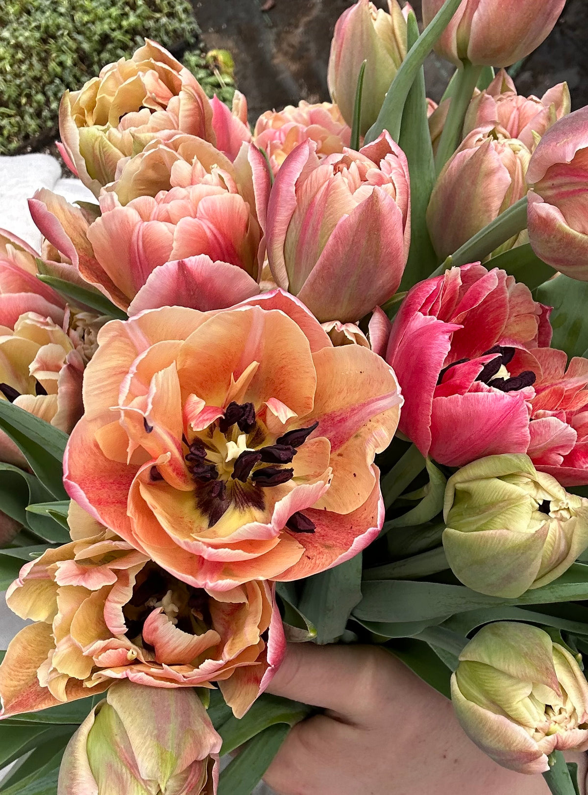10 Tulip Bulbs- Verona Sunrise
