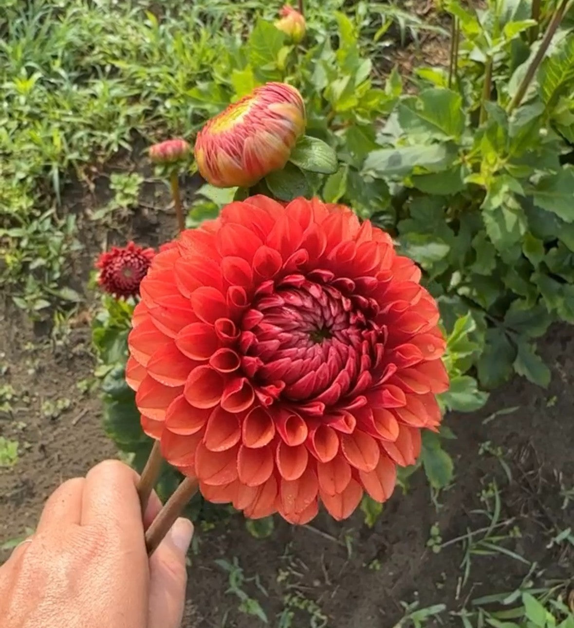 Brown Sugar Dahlia Tuber