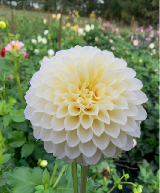 Creamy Dahlia Tuber