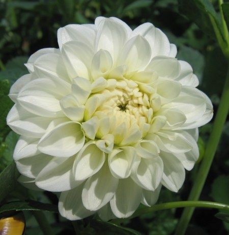 Orsett Beauty Dahlia Tuber