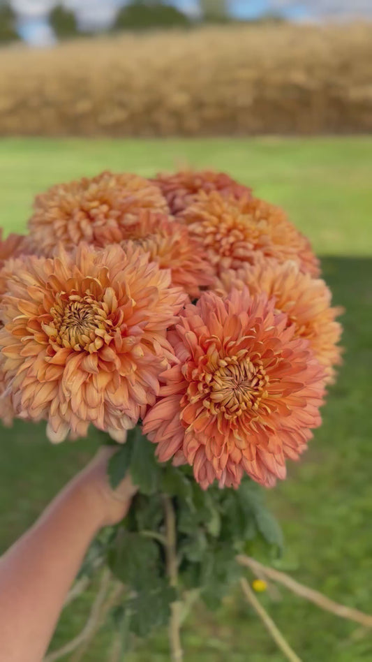 Cutting - Heirloom Chrysanthemum Apricot Courtier