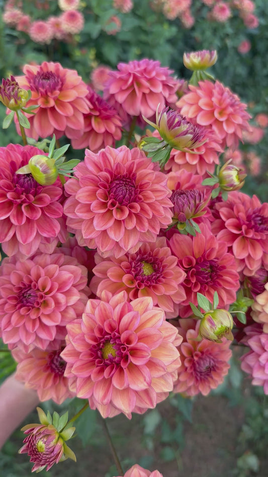 Iced Tea Dahlia Tuber