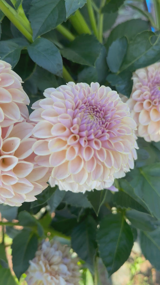 KA’s® Cinder Rose Dahlia Tuber