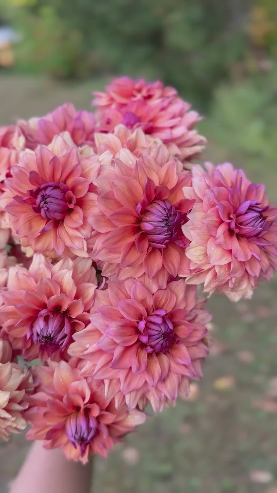 Smokey Mountain Dahlia Tuber – Longwoods Flower Farm