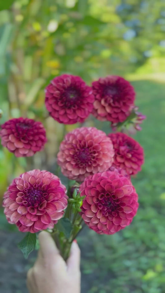 Mission Gypsy Dahlia Tuber