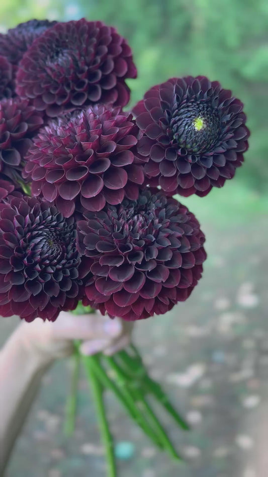 Jowey Mirella Dahlia Tuber