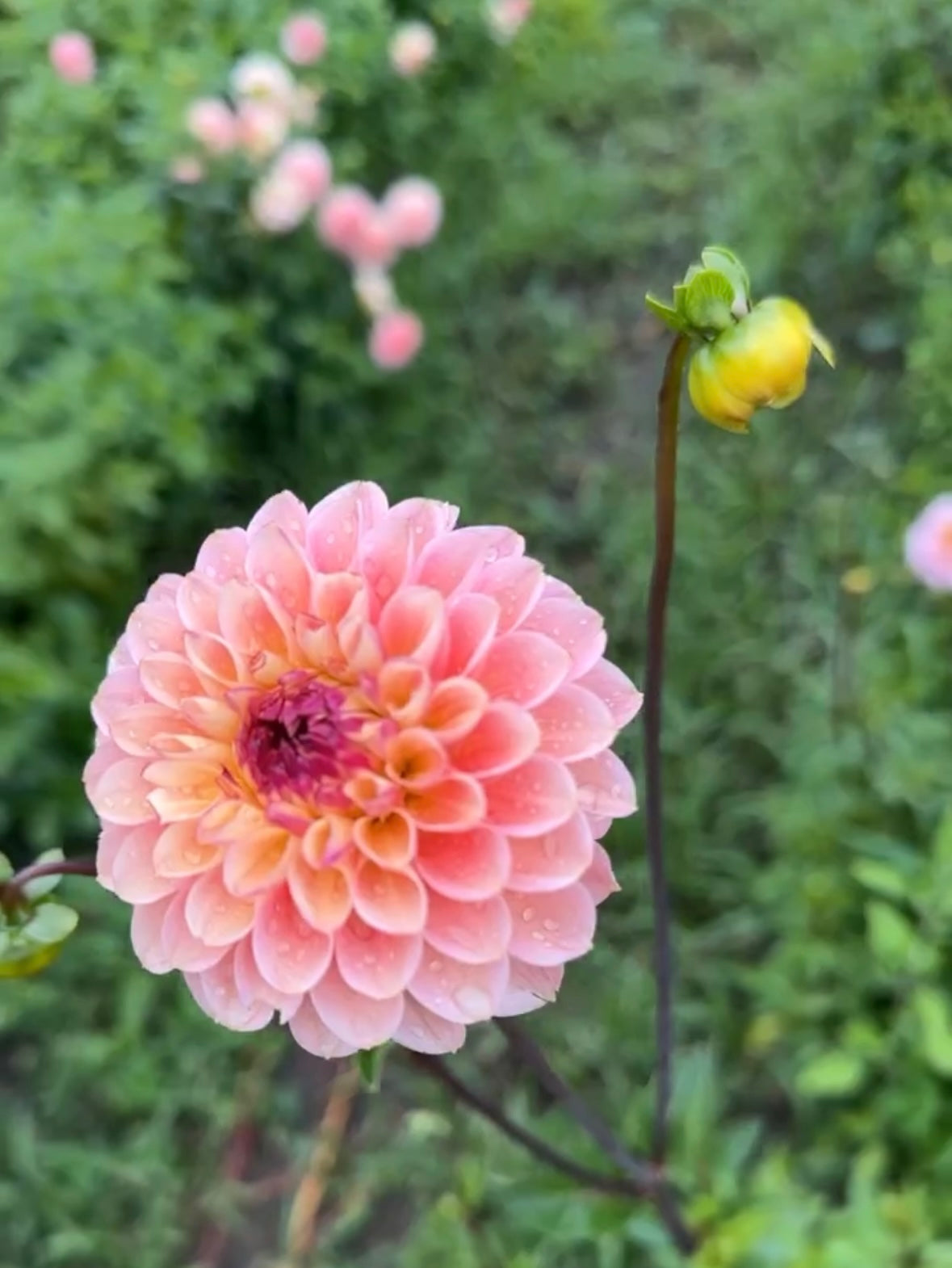 Wine Eyed Jill Dahlia Tuber